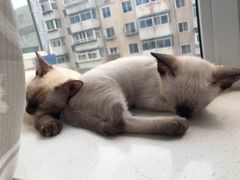 -瑞派宠物医院·24h·骨外科·皮肤科·全科宠物医疗转诊中心(沈阳浑南院)