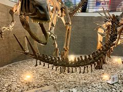 -国家自然博物馆