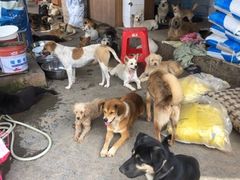 -成都爱之家动物救助中心