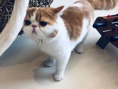 -飞行喵MR PILOT|猫舍·猫咖(静安大融城店)