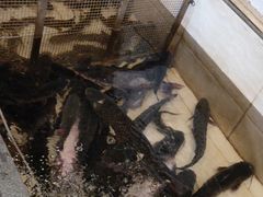 -铁锅炖灶台鱼老三炖鱼馆