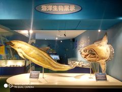 -烟台海昌鲸鲨海洋公园