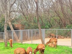 -合肥野生动物园