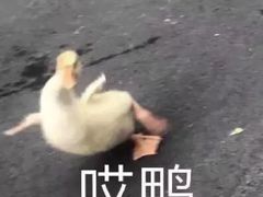 -蜜雪冰城(观音桥步行街店)