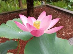 -陈家山荷花公园
