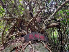 -海南霸王岭国家森林公园