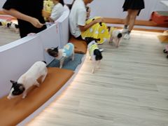 -猪盟咖啡店(玖洲道店)