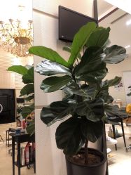 -Hello Lady发型设计