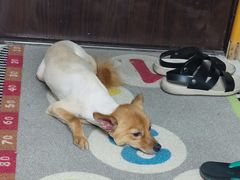 -北京观赏动物医院·24小时大型综合·猫专科·异宠专科
