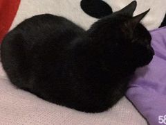 -艾贝尔宠物医院·24H转诊中心·肿瘤猫专科(江宁双龙店)
