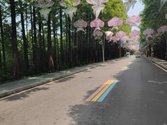 -日照海滨国家森林公园