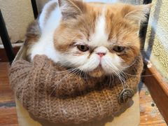 -猫小院猫主题餐厅(南锣旗舰店)