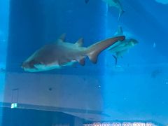 -迪拜水族馆及水下动物园