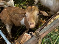 -马陆小张葡萄园农家乐