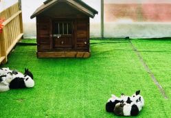 -萌宠亲子动物乐园(槐房万达店)