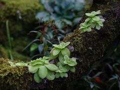 -深圳仙湖植物园