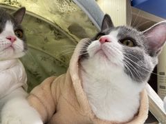 -芭比堂宠物医院·全科爱猫医院·仁德分院