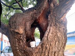 -呀路古热带植物园