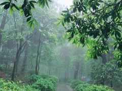 -铁山坪森林公园