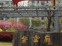 -嘉定紫藤园