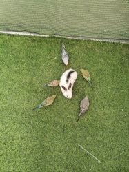 -萌宠亲子动物乐园(槐房万达店)