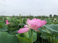 -白洋淀景区