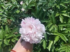 -沈阳植物园