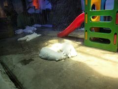 -芜湖新华联大白鲸海洋公园