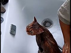 -爱洗澡的猫(望京店)