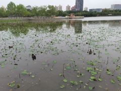 -莲花池公园