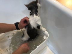 -momokira米努特·德文卷毛猫·棉花面纱犬