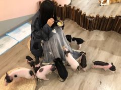 -浣熊柯尔鸭土拨鼠·电玩咖