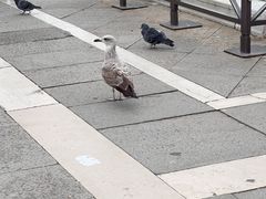 -圣马尔谷圣殿宗主教座堂