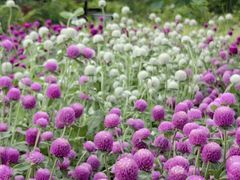 -龙大花卉苗木市场