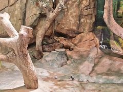 -正佳雨林生态植物园