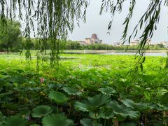 -莲花池公园