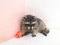 -浣熊柯尔鸭土拨鼠·电玩咖