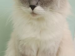 -怪兽屋·羊驼·猫咖·狗咖(俊华广场店)