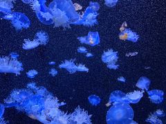 -成都浩海立方海洋公园