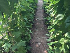 -万源龙顺度假庄园生态观光园