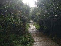 -大姆山草场