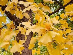 -北京稻香村(朝阳北路店)