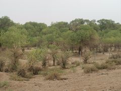 -金塔沙漠胡杨林景区