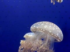 -鹿儿岛水族馆