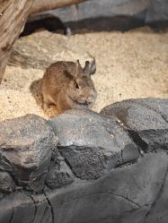 -Zoolung Zoolung动物主题公园(海信广场店)