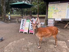 -奈良公园