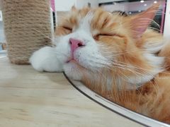 -喵园·猫主题咖啡厅·撸猫·猫咖(国贸店)