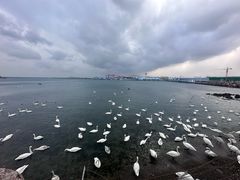 -烟墩角天鹅湖