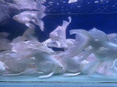 -青石桥花鸟鱼虫市场(叠翠城店)