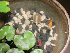 -曲水兰亭(北京四惠店)